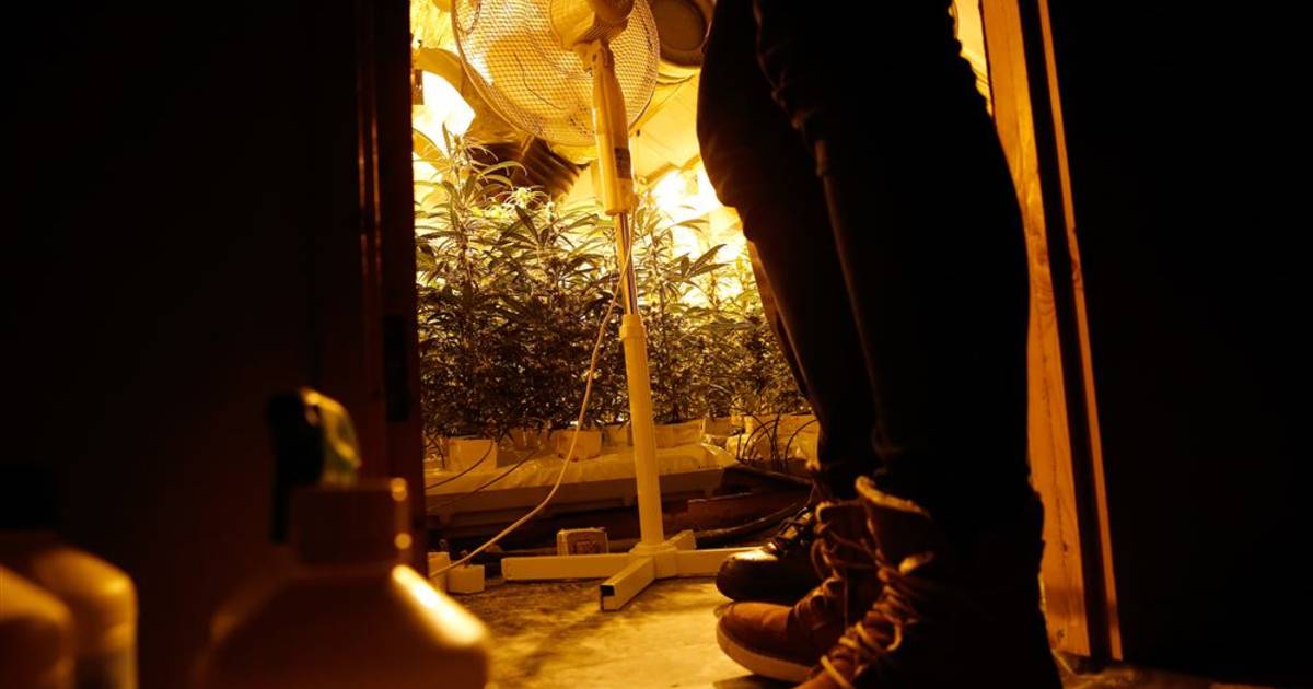 Stroomverbruik nekt hennepplantage in Bentelo, eigenaar krijgt taakstraf