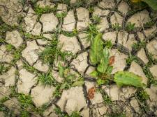 Verhoging grondwaterpeil ‘goed nieuws’ voor natuur, boeren in het noorden worden geraakt