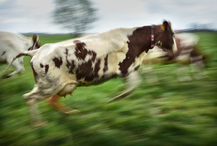 Een blije koe in Beneden-Leeuwen. Beeld Marcel van den Bergh