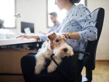 Een hond aanschaffen van het vitaliteitsbudget? Ondernemer Pepijn juicht het toe