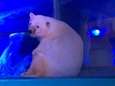 Droevigste ijsbeer ter wereld krijgt nieuwe thuis aangeboden 