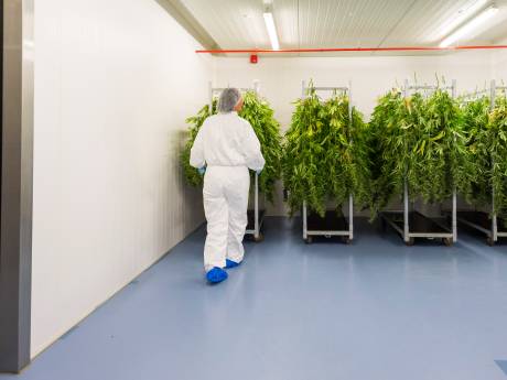 Cannabis als medicijn? Ja en er is behoefte aan meer onderzoek en meer soorten, zegt de minister