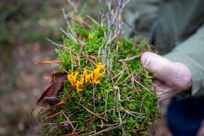 Paddenstoelen scoren op De Hoge Veluwe