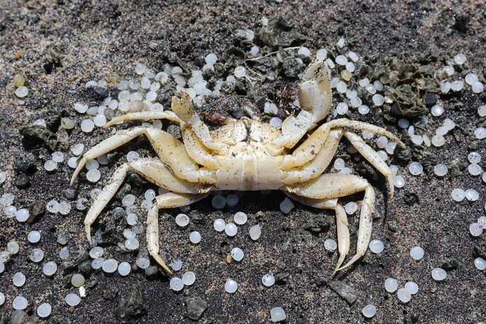 Er is al voor ettelijke tonnen aan microplastics aangetroffen op de stranden. Hier een dode krab tussen de plastic korrels.