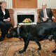 Angela Merkel vertelt over moment dat ze besefte dat Poetin gevaarlijk was: ‘Dat was het beroemde bezoek met de hond’
