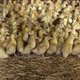 Foie gras, in Frankrijk kan het nog. Op bezoek bij een eendenboerderij