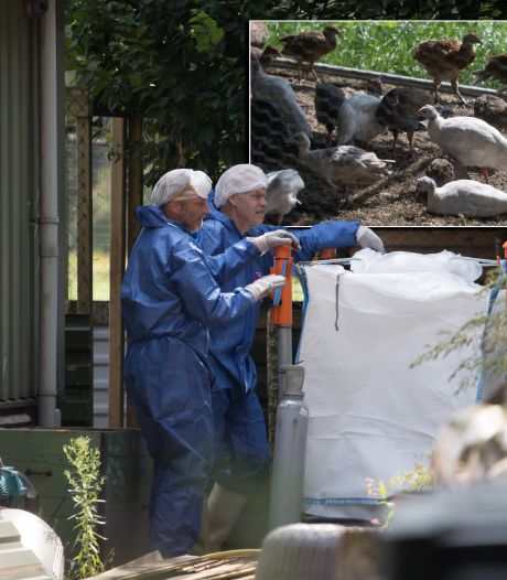 Vogelgriep in Heeten: 665 sierwatervogels vergast, minister stelt vervoersverbod in, eigenaar schrikt