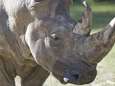 Stropers dringen Franse zoo binnen, doden neushoorn en snijden hoorn af met kettingzaag