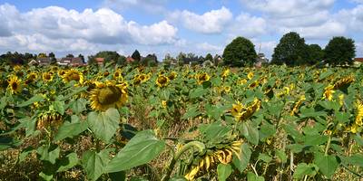 Wethouder weet het (bijna) zeker: bouw en verkoop nieuwe woningen Oploo start uiterlijk in voorjaar