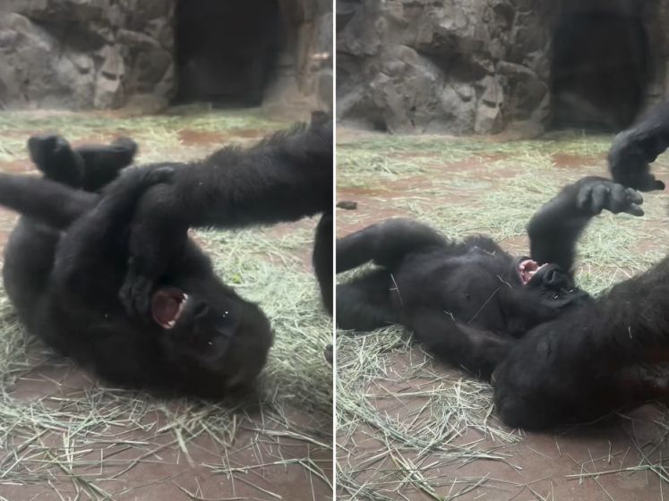 Amerikaanse dierentuin deelt aandoenlijke beelden van moedergorilla die zoontje kietelt