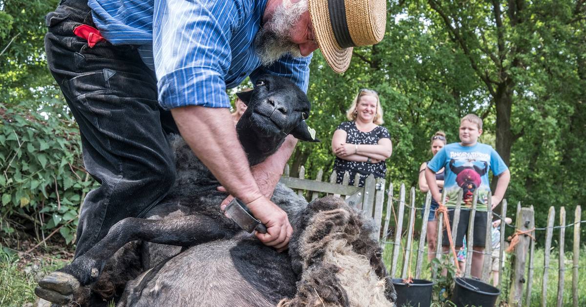 Schapen Vortum-Mullem verliezen eindelijk hun wintervacht | Boxmeer | gelderlander.nl - De Gelderlan