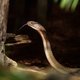 Ontsnapte giftige cobra kreeg heimwee en glibberde terug naar zijn terrarium