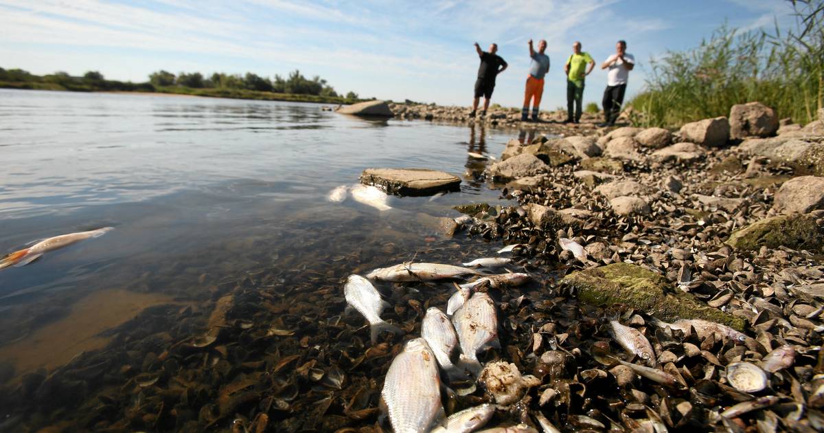 La Germania trova mercurio nel fiume Oder dopo aver trovato migliaia di pesci morti |  All’estero