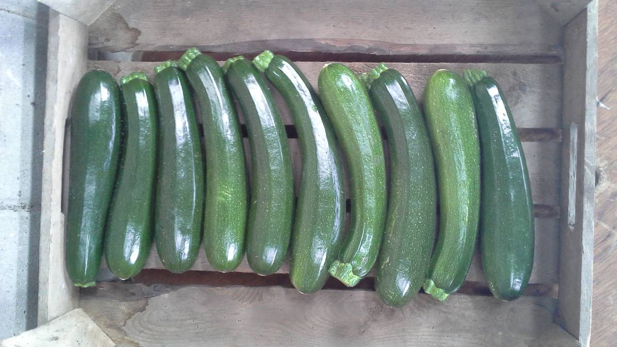 Groesbeekse courgette groeit op urine van Vierdaagseganger | Default |  gelderlander.nl