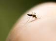 Comment traiter les piqûres d'insectes 