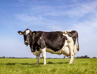 CDA bezorgd om PFAS in weilanden langs de Westerschelde