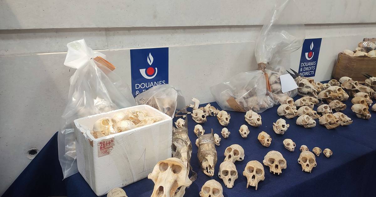 В аэропорту Парижа изъяли сотни черепов африканских животных  снаружи
