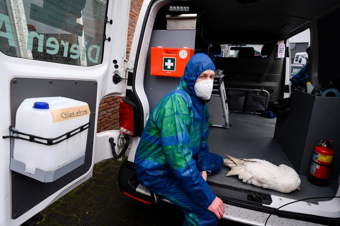 Medewerkers van de Dierenambulance met een zieke gans.
