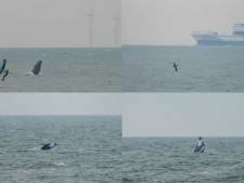 Rarissime: une baleine à bosse aperçue à Knokke