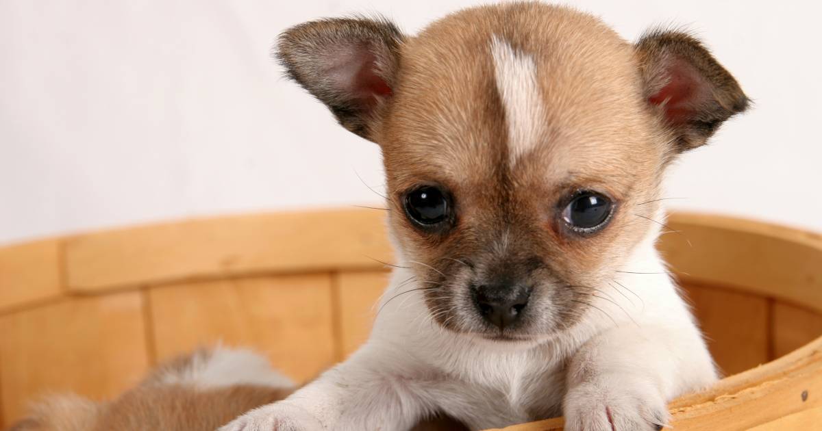 Delegatie marketing neef Dierenasiel vreest onhandelbare honden door corona en komt met 'puppy  speeltijd' | Rivierenland | AD.nl