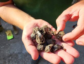 Natuurpunt pluist braakballen van kerkuilen uit tijdens plantenmarkt