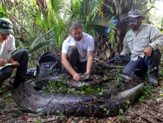 Bijna 100 kilo en 5 meter lang: dit is de grootste tijgerpython ooit gevangen in Florida