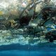 De oceaansoep krimpt, maar is dat wel goed nieuws?