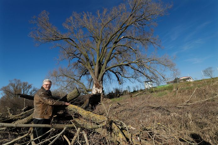 Hovenier Gijs van Schip uit Aerdt bij de gehavende wilg in Tolkamer. Van Schip ontdekte de boom in 2017 in een vergeten stuk bos in Tolkamer. Dat gebeurde bij de aanleg van een men- en ruiterroute.