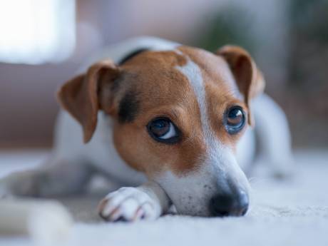 Tien honden in één nacht omgekomen in luxe dierenpension, baasjes zijn ‘kapot van verdriet’