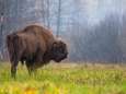 Wilde bizons keren voor het eerst in duizenden jaren terug naar het Verenigd Koninkrijk: “Ze doen dienst als natuurlijke ingenieurs”