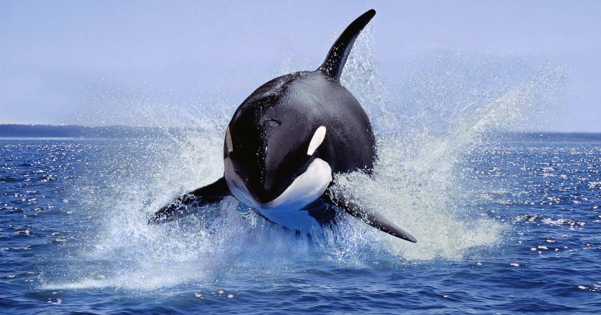 El Niño and dolphin abundance bring southern killer whales to California waters |  outside