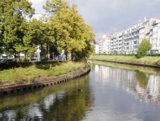 Zeehondje gespot in het centrum van Gent: “Gebeurt meer en meer omdat waterkwaliteit stijgt”