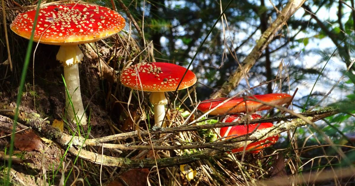 Herfst brengt lezers in vervoering: paddenstoel favoriet in Twente - Tubantia