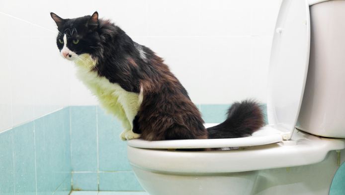 fenomeen Katholiek Berucht Leer je kat naar toilet gaan in vijf stappen | Dieren | hln.be