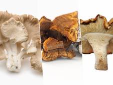 Je wordt er niet high of stoned van, maar medicinale paddenstoel kan wel bijdragen aan genezing