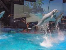 Wereldwijde actie voor zeedieren; actiegroep demonstreert bij Dolfinarium Harderwijk