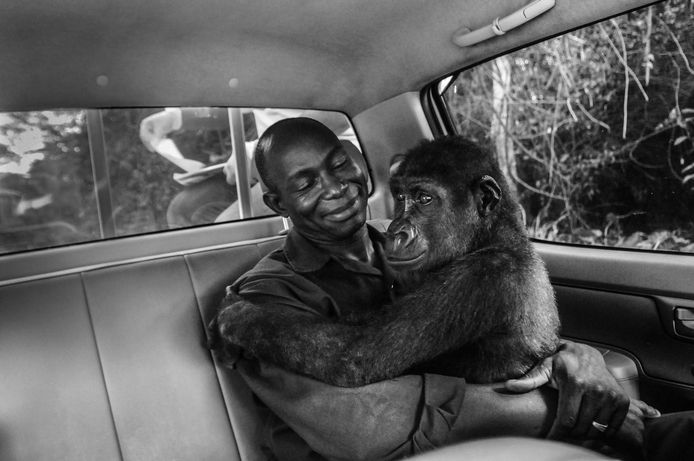Ook goed nieuws: deze gorilla kon worden gered en wordt door een verzorger naar een tehuis gevoerd.