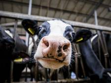 CBS: evenveel melkkoeien in veehouderij, ‘varkensstapel’ wel geslonken
