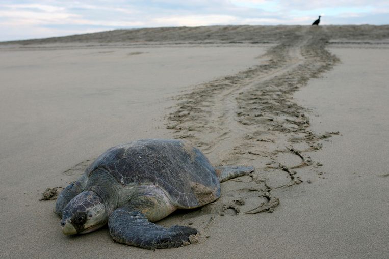 Een dwergschildpad op een strand in Mexico (archiefbeeld).