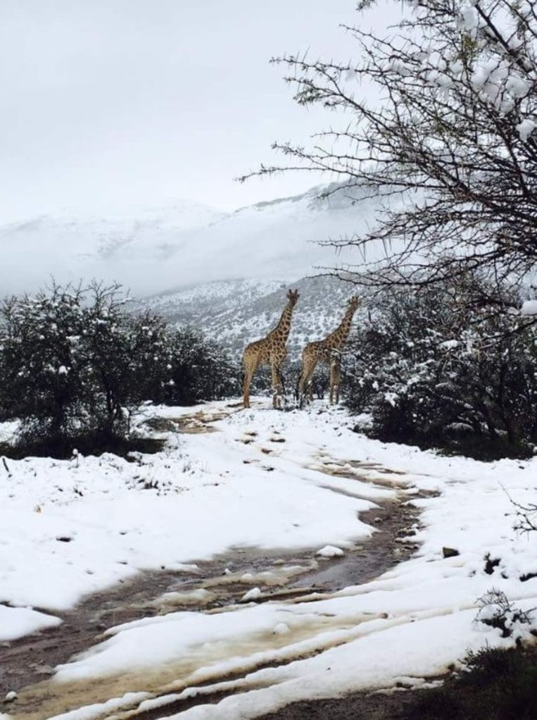 Safari In Ga >> Het is winter in Zuid-Afrika en dat zullen deze giraffen ... Safari In Ga >> Het is winter in Zuid-Afrika en dat zullen deze giraffen ...