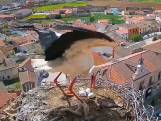 Spaanse ooievaar beschermt eieren tegen zware windstoten
