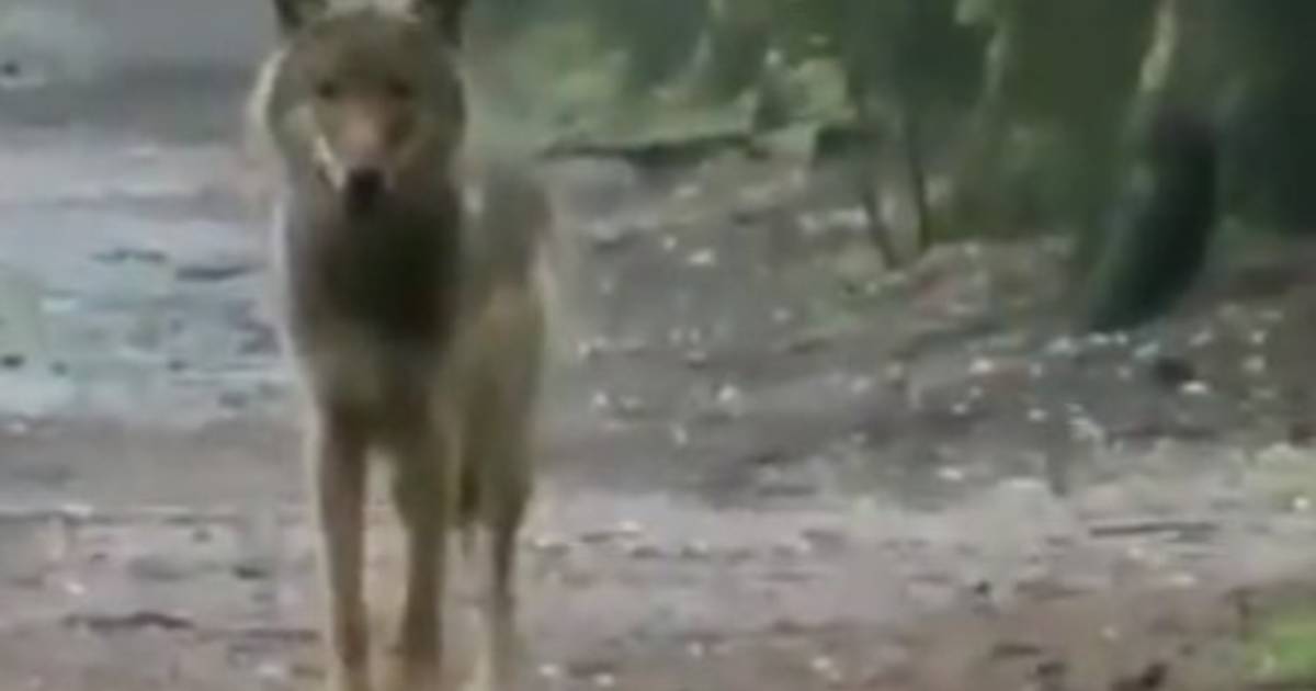 Anita Staat Plotseling Oog In Oog Met Een Wolf ‘ruim Anderhalve Kop Groter Dan Mijn Herders