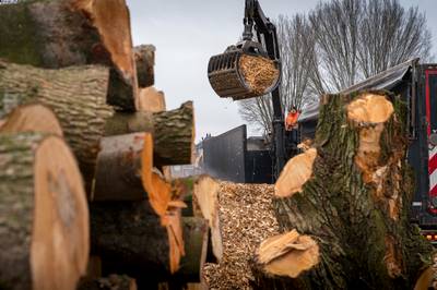 Kappen van bomen mag vaker zonder vergunning in Rhenen