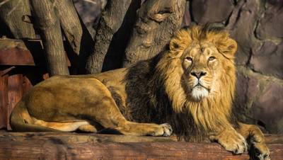 Acht leeuwen in Indiase zoo besmet met Covid-19