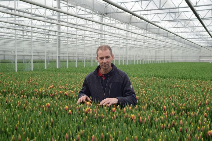 Jan Boot uit Kerkwerve tussen zijn tulpen. De medewerkers werken nog steeds door alhoewel veel tulpen tot compost worden vermalen.