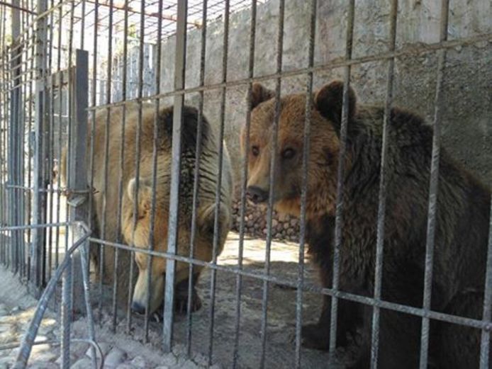 De Zonnegloed heeft beren Mimi en Uli gered uit een vreselijke situatie in Albanië.