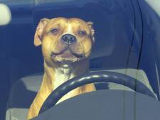 Politie redt labrador net op tijd uit hete minibus