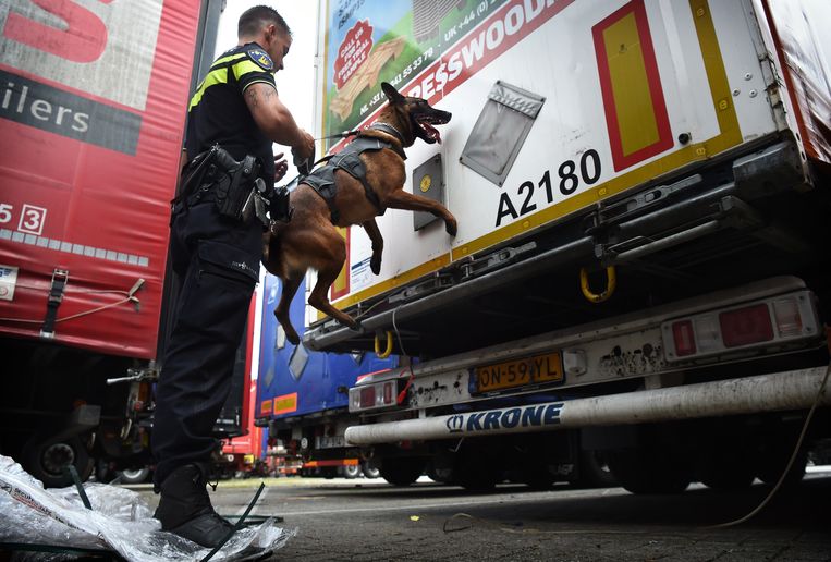 De zeehavenpolitie controleert in de Rotterdamse haven met speciale honden containers en vrachtwagens op inklimmers. Beeld Marcel van den Bergh / de Volkskrant