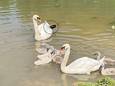 De zwanenfamilie in de vijver bij sportpark De Nieuweling. Vader zwaan is te zien op de achtergrond. Zijn gewonde linkerpoot (omcirkeld) houdt hij tijdens het zwemmen omhoog.