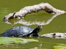 Hoe schildpadden het al jaren overleven in recreatiegebied ’t Weegje
